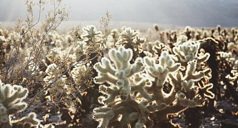 Joshua Tree National Park Desert Photography