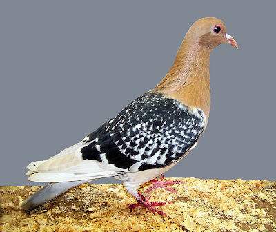 Nuremberg Lark Pigeon