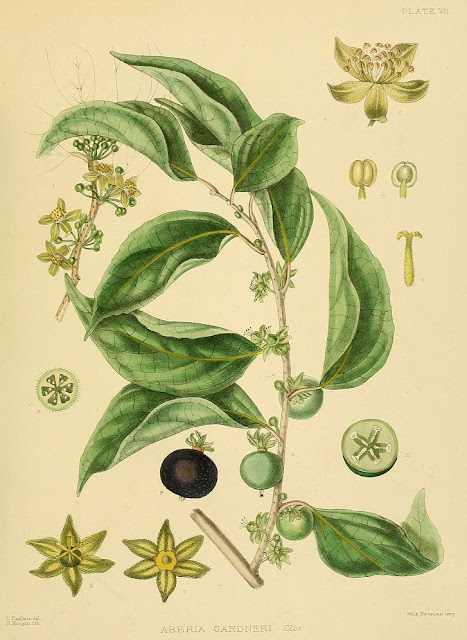 Ботаническая иллюстрация Dovyalis hebecarpa