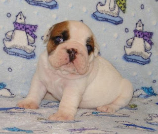 little english bulldog pets dog puppy puppies species breeds animal