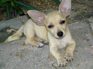 Chihuahua puppies