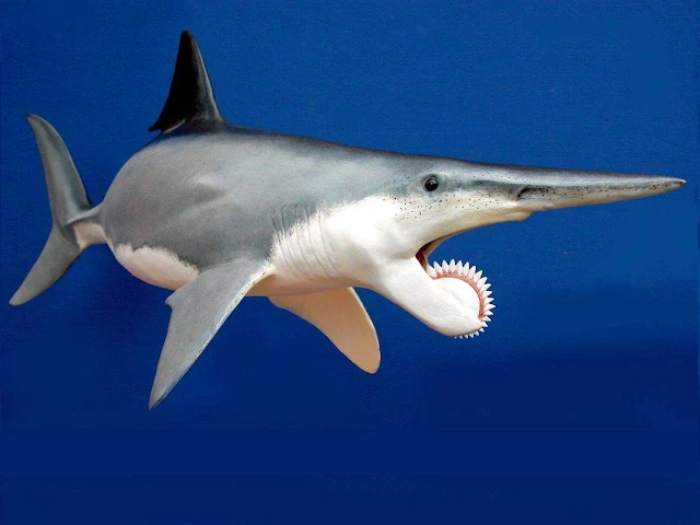 The Helicoprion Was A Shark With A Buzzsaw In Its Mouth