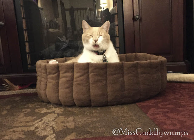 Photo of Webster, a cream and white tabby, in a brown cat bed