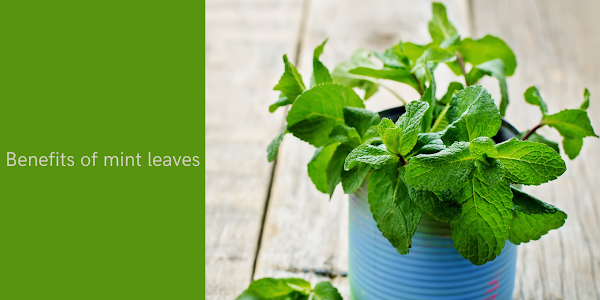 Mint leaves are one of the best herbs that have been used since ancient times.