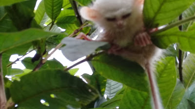 Di Minahasa Seekor Tarsius Kelainan Leucistic Ditemukan