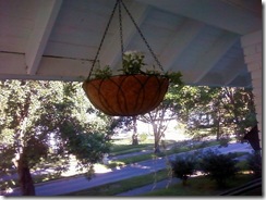 hanging basket 2
