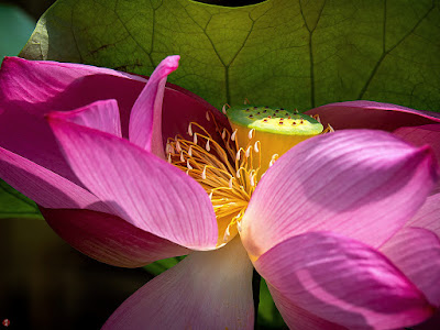 Sacred lotus flower: Kencho-ji