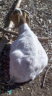 Boer in labor, birthing goats, how to tell if Boer goat is in labor, births on the homestead, animal husbandry