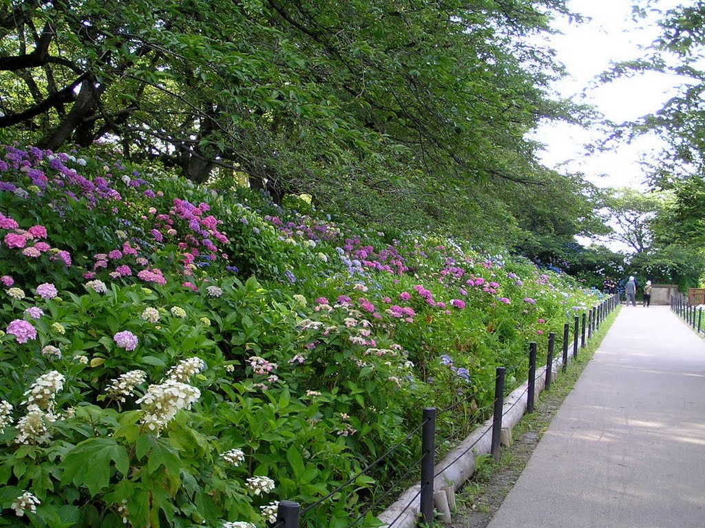 すごいぞ 埼玉 埼玉アジサイの名所 幸手市権現堂桜堤の紫陽花