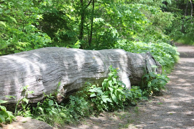 Mackworth Island trail