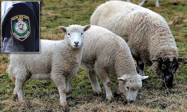 Australia man accused of breaking into school and sexually assaulting goats and sheep