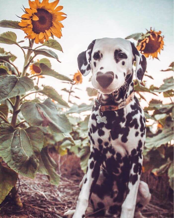 Meet Wiley, The Cutest Dalmatian Dog With A Heart On His Nose