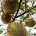 Durian 'perangkap' penyakit