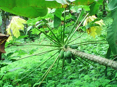 PAPAYA FOR DENGUE