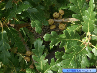 Photos de feuilles de chêne - Quercus divers