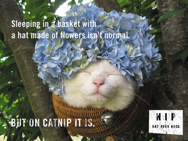 Funny catnip PSAs show what will happen if your cats use catnips, funny cats, funny cat pictures, cat pictures, funny psas, catnip psas