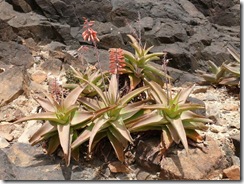 Aloe perryi