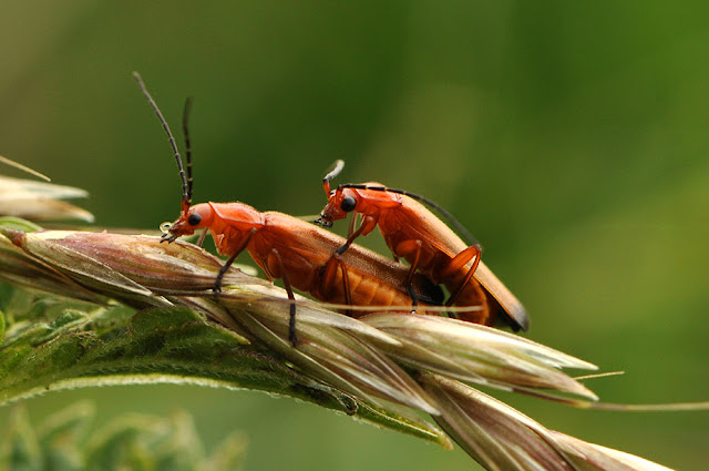 Rhagonycha fulva the Common Red Soldier Beetle