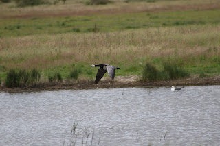 Barnacle Goose flying