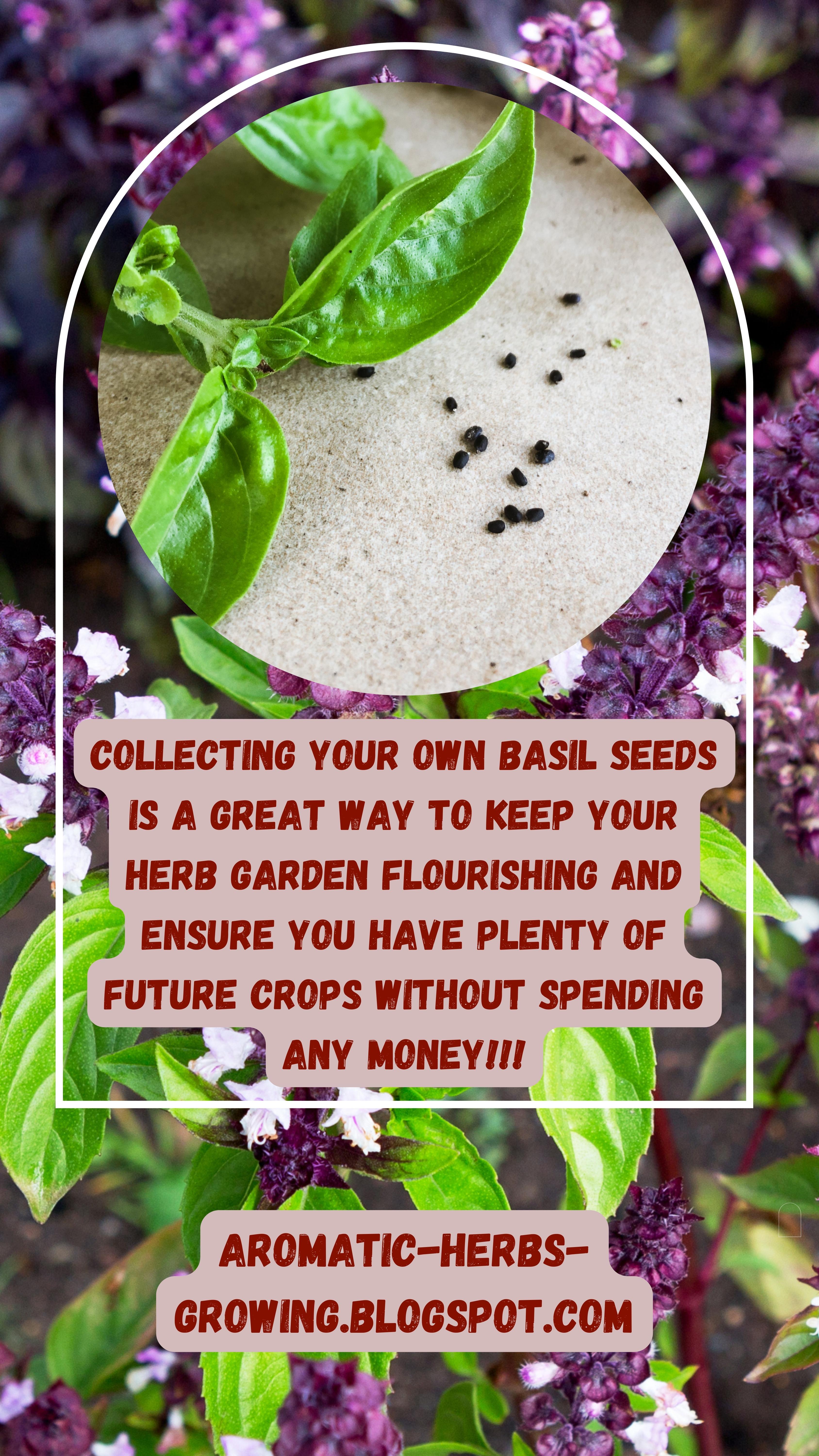 collecting your own basil seeds unveils a realm of benefits that extend far beyond the immediate satisfaction of a bountiful herb garden. It's not merely a task; it's a journey that empowers you as a gardener and establishes a harmonious cycle of growth within your green sanctuary.