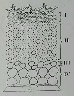 Illustration of a section through the soil