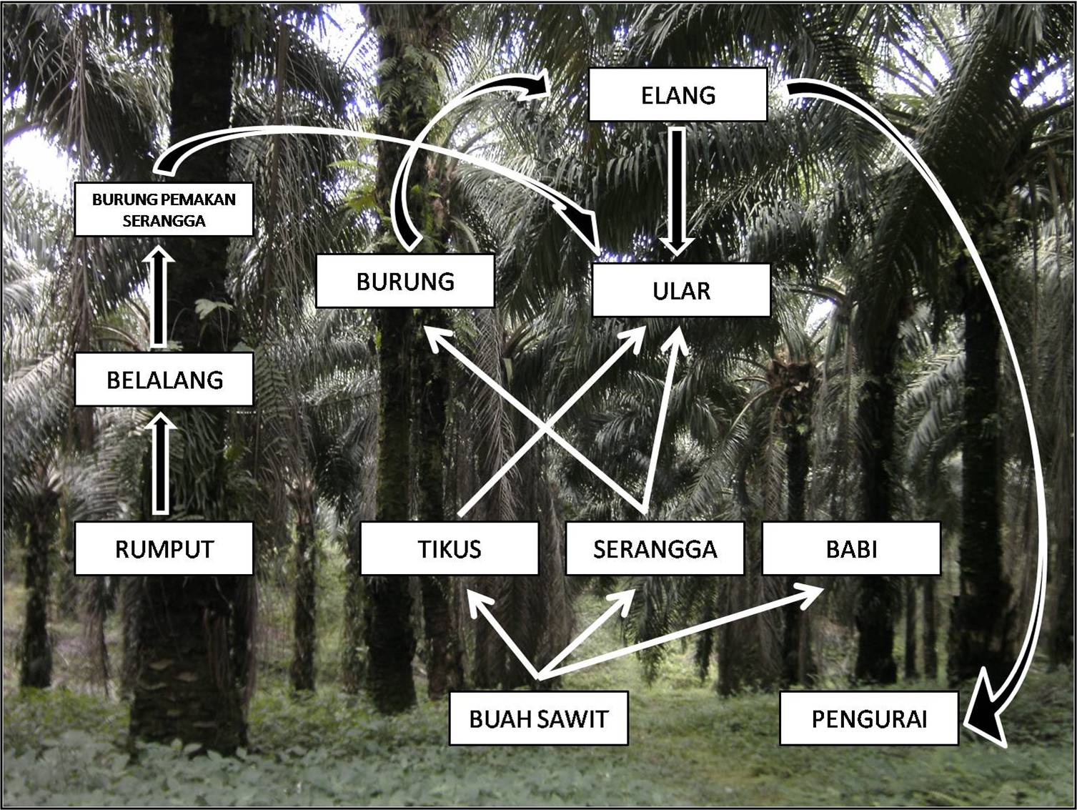 Gambar 7. Jaring-jaring makanan pada kebun karet (Arsip 6D, 2010)