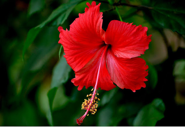 Hibiscus