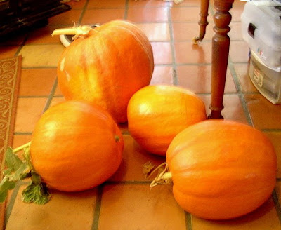 Ryder Green's Pumpkin Harvest