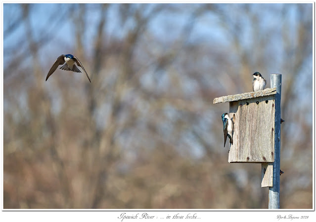 Ipswich River: ... in those looks...