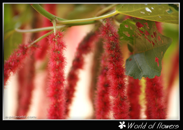 Squirrel tail flower picture