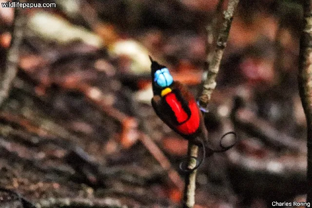 Wilson's Bird of Paradise (Diphyllodes respublica)