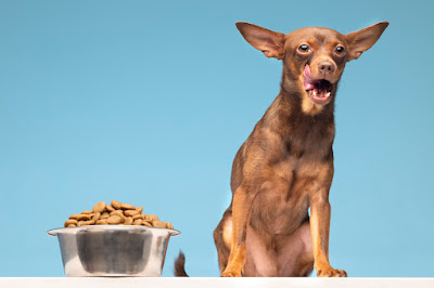 Quantas vezes um cachorro deve comer por dia?