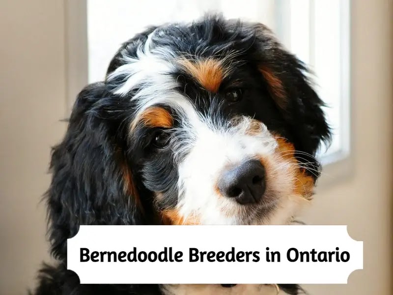 Best Bernedoodle Breeders In Ontario 2021 Top 9 Picks
