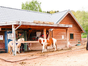 Kinderbauernhof im Center Parcs Bostalsee Ponys
