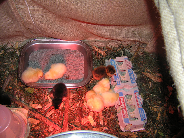 brooding fresh chicks