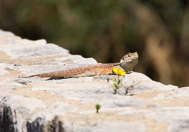 Starred Agama - Cyprus