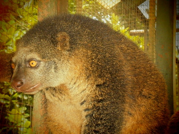 Gambar Flora Fauna Indonesia Bagian Tengah Tipe  Peralihan  