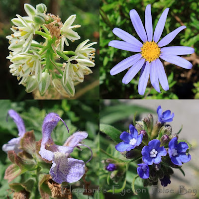 Blue and white flowers for September