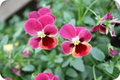 IMG_2974 (Large)