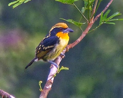 Black spotted Barbet