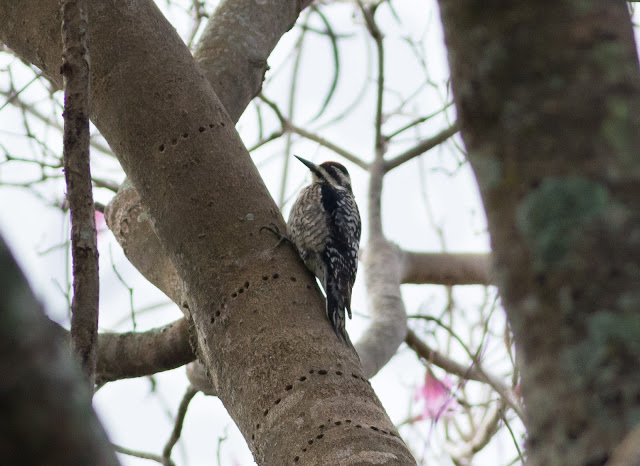 Yellow-bellied Sapsucker - Mead Botanical Garden, Florida