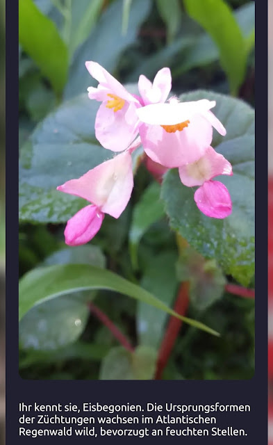 Blüte einer Begonie im Regenwald