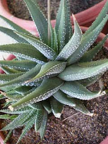 Haworthia Margaritifera