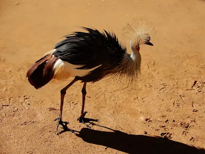 BIOPARC Valenciaのホオジロカンムリヅル