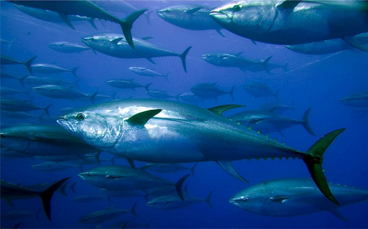 Ikan Tuna, Ikan Laut dengan Harga Termahal di Dunia