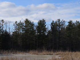 ice covered pond with pines and blue sky