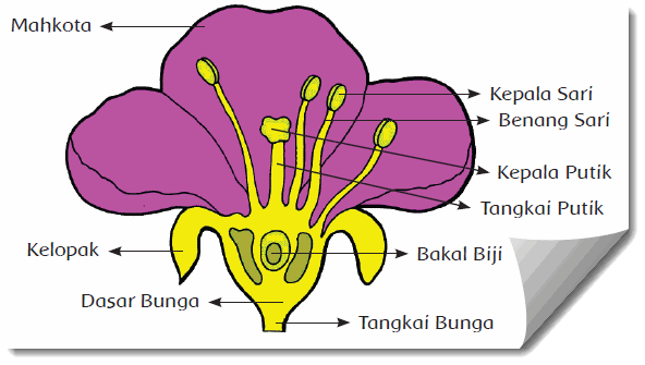 Tumbuhan Sumber Kehidupan PB 1 Mikirbae