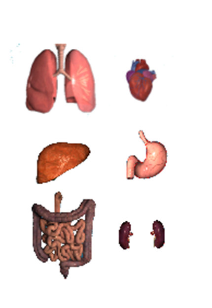 cuerpo humano organos. silueta del cuerpo humano.