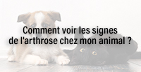  Comment voir les signes de l'arthrose chez mon animal ?