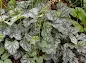 Heuchera Dale's Strain - Dale's Strain Coral Bells care